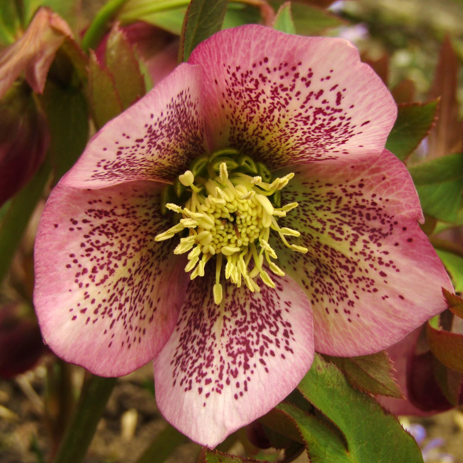 Canon POWERSHOT SX432 IS sample photo. Christmas rose, speckled, rose photography