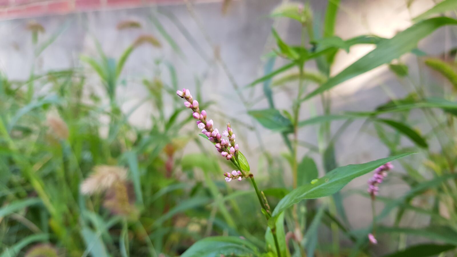 Samsung Galaxy S8+ sample photo. By the turn, summer photography