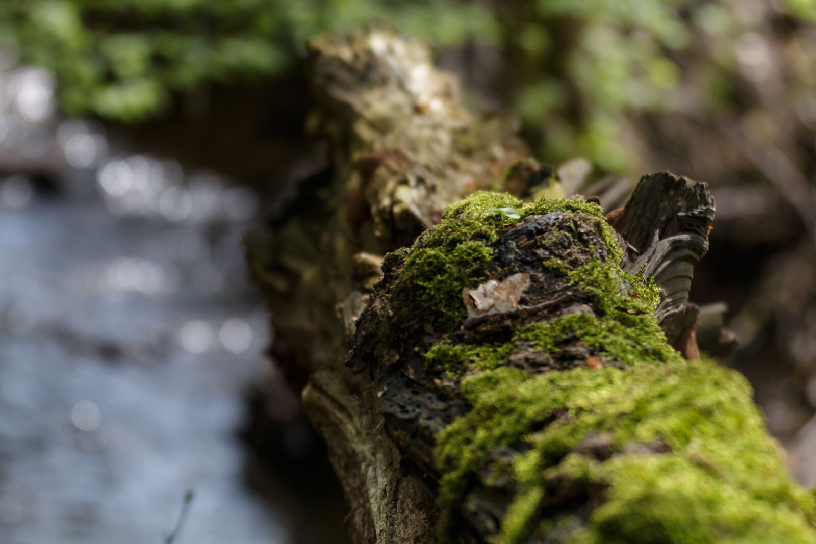 Canon EOS 70D sample photo. Branch, moss, nature photography