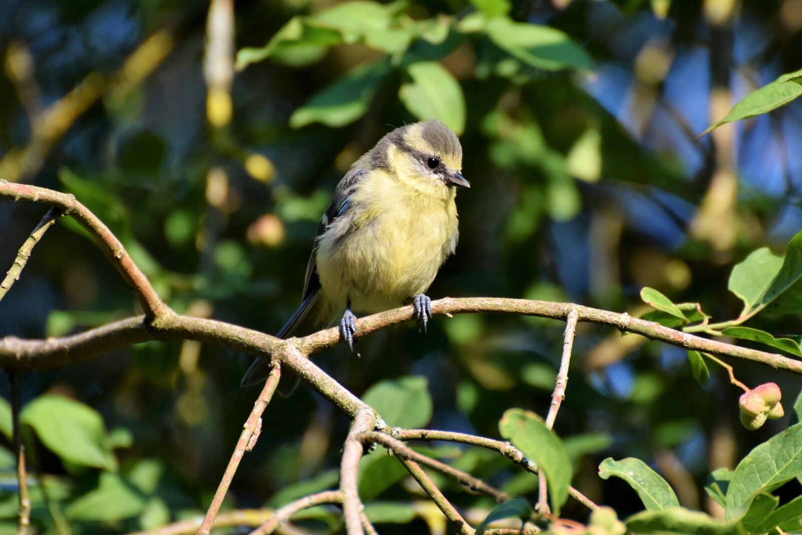 Nikon D7200 sample photo. Blue tit, young blue photography