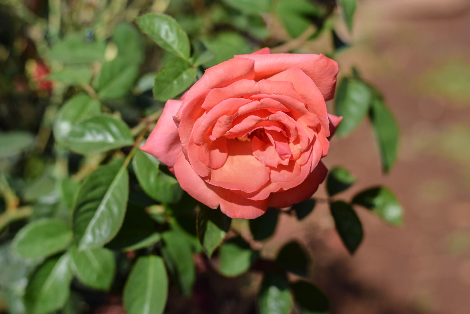 Nikon D5300 sample photo. Rose, red, nature photography