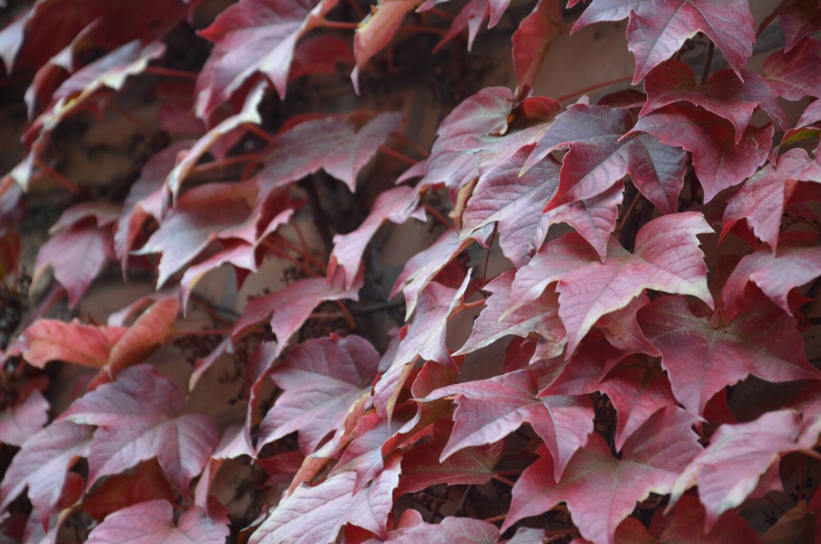 Nikon D7000 sample photo. American lives, leaves, creeper photography