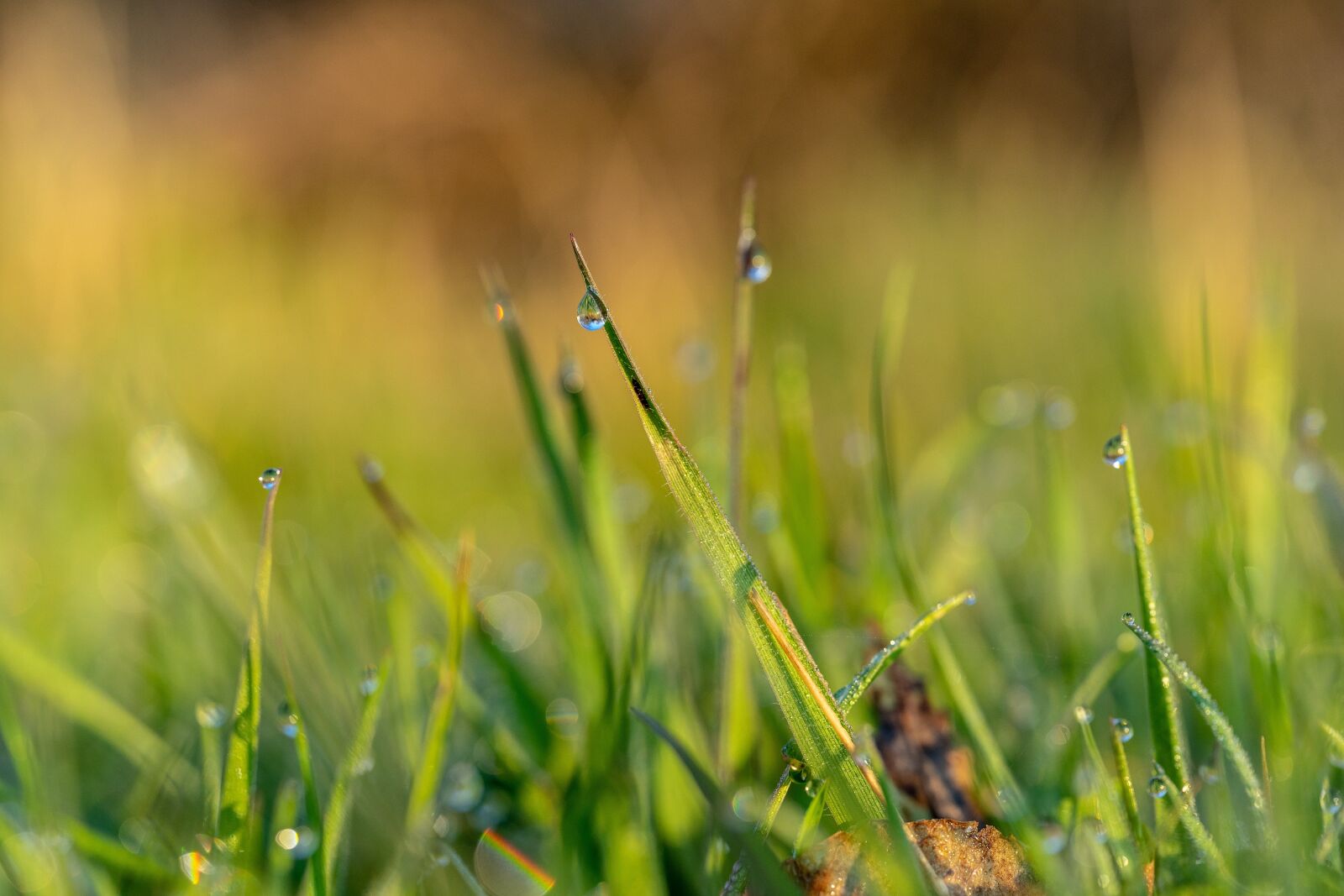 Sigma 70mm F2.8 DG Macro Art sample photo. Spring, dew, nature photography