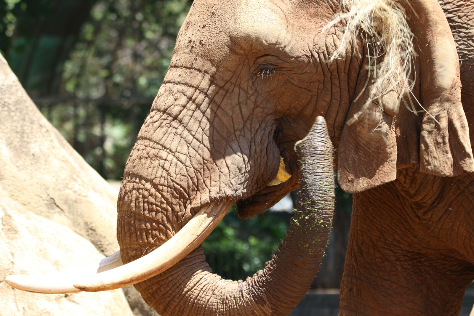 Canon EOS 7D Mark II sample photo. Animal, eat, elephant, elephant photography