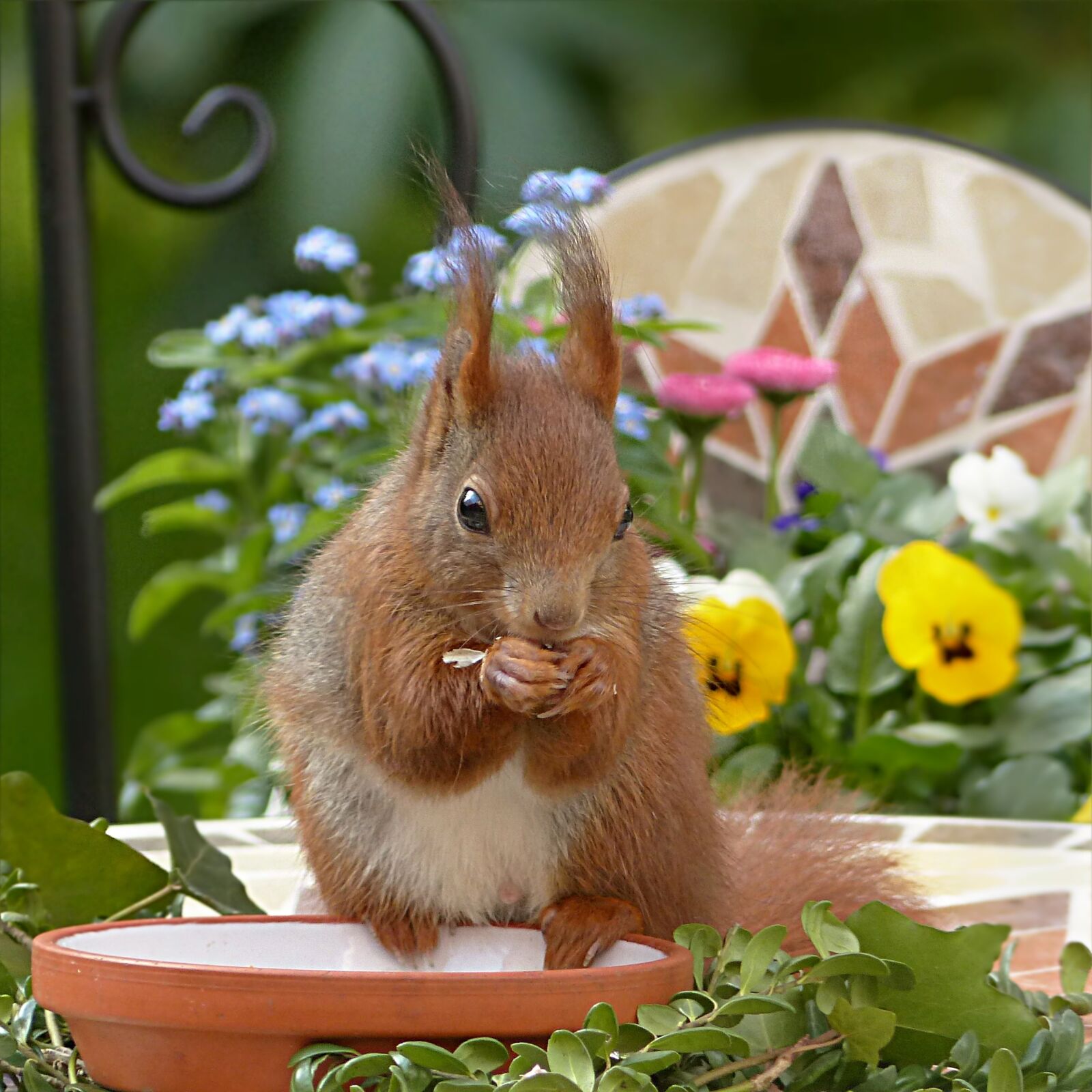 Panasonic Lumix DMC-FZ200 sample photo. Squirrel, animal, rodent photography