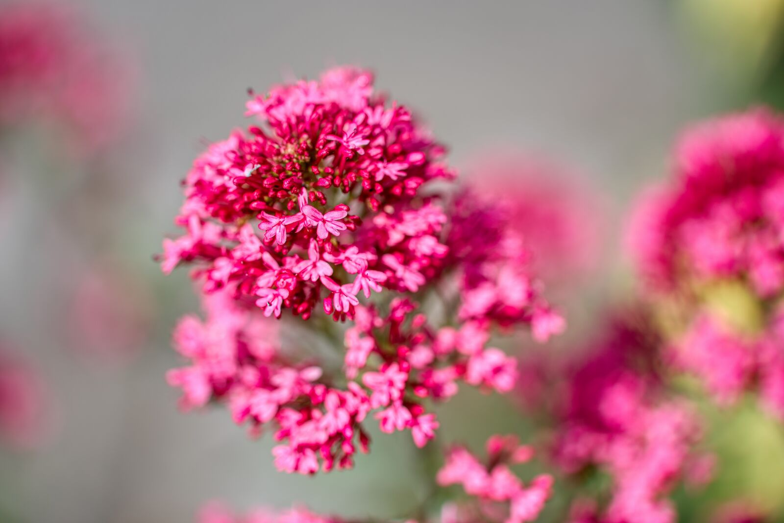 Nikon D750 sample photo. Red spur flower, centranthus photography