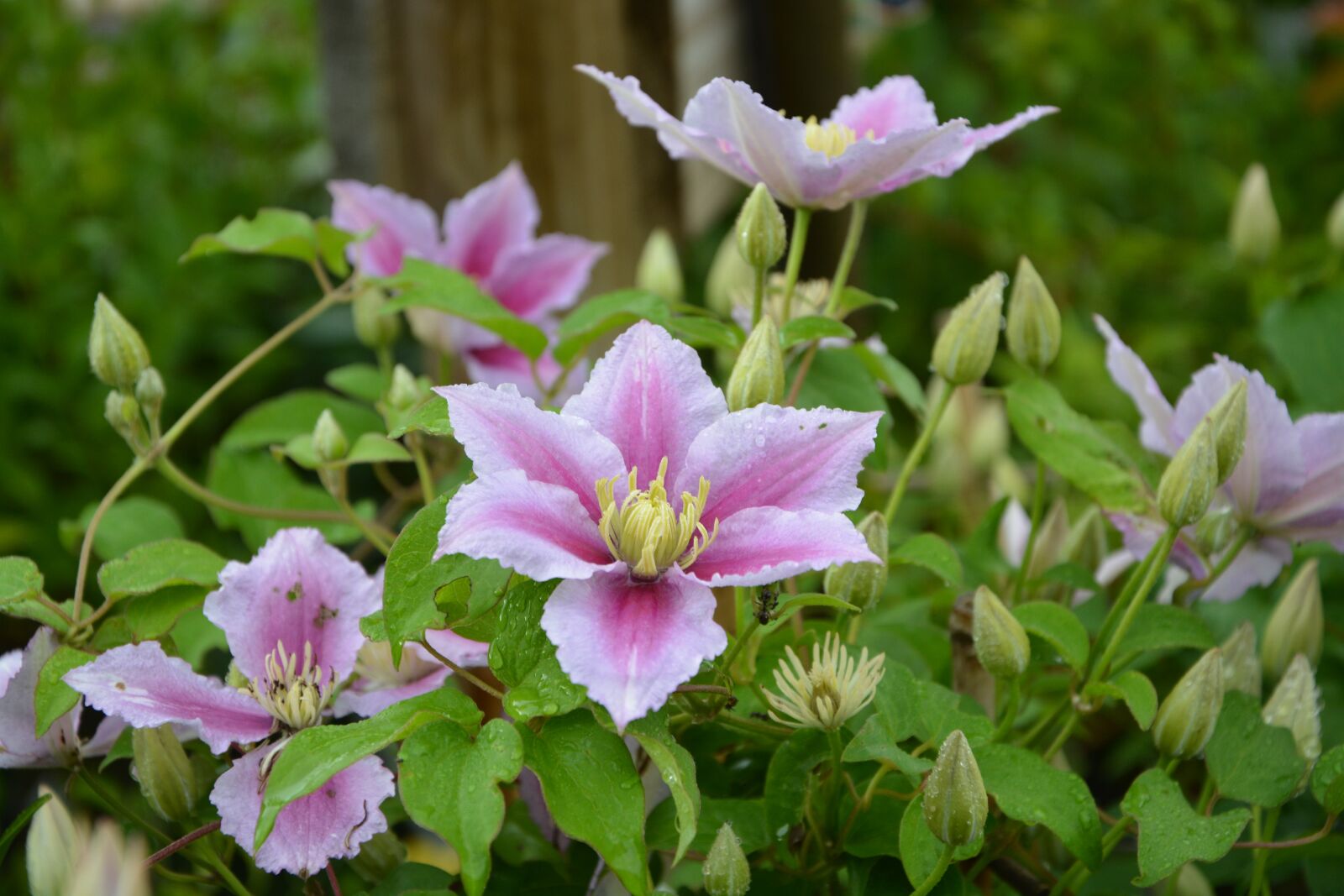Nikon D5200 sample photo. Flowers, clematis, pink photography