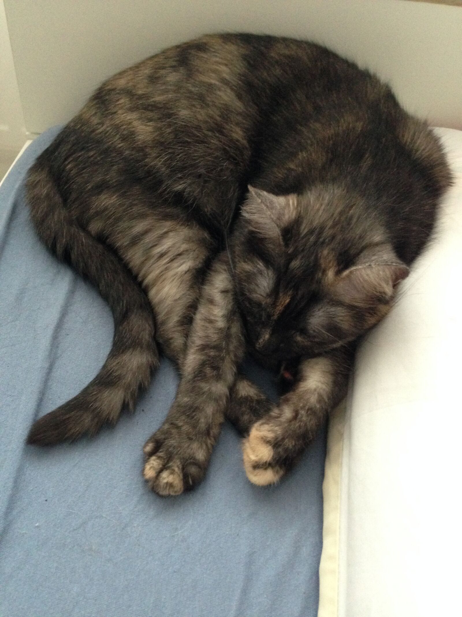 iPhone 5 back camera 4.12mm f/2.4 sample photo. Katze, schwarz, black photography