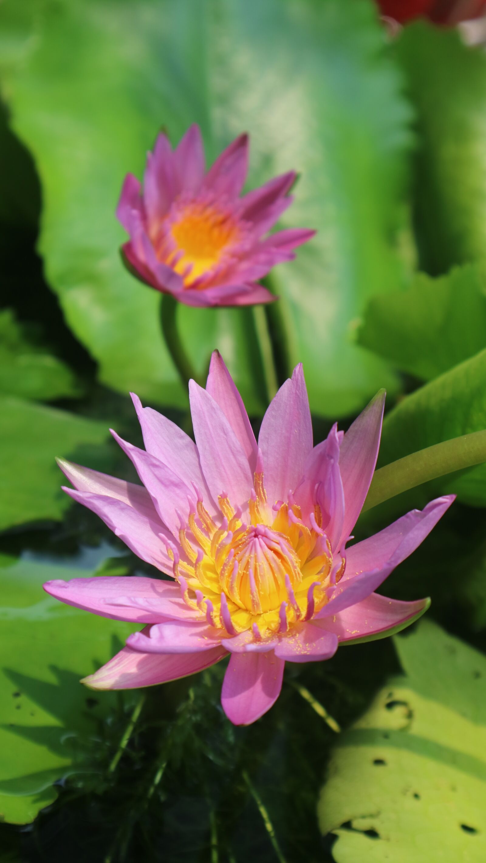 Canon EOS M3 sample photo. Yellow, two, pink photography