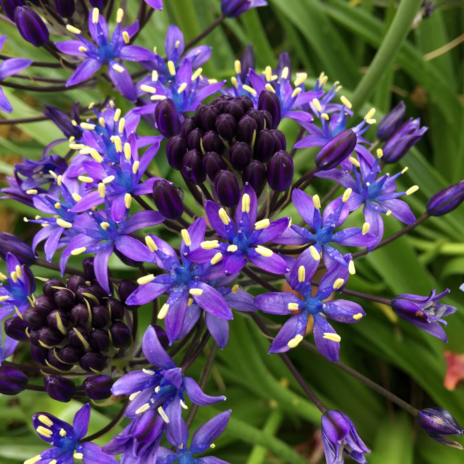 Apple iPhone 6s Plus sample photo. Shiraperubiana, purple, flower bed photography