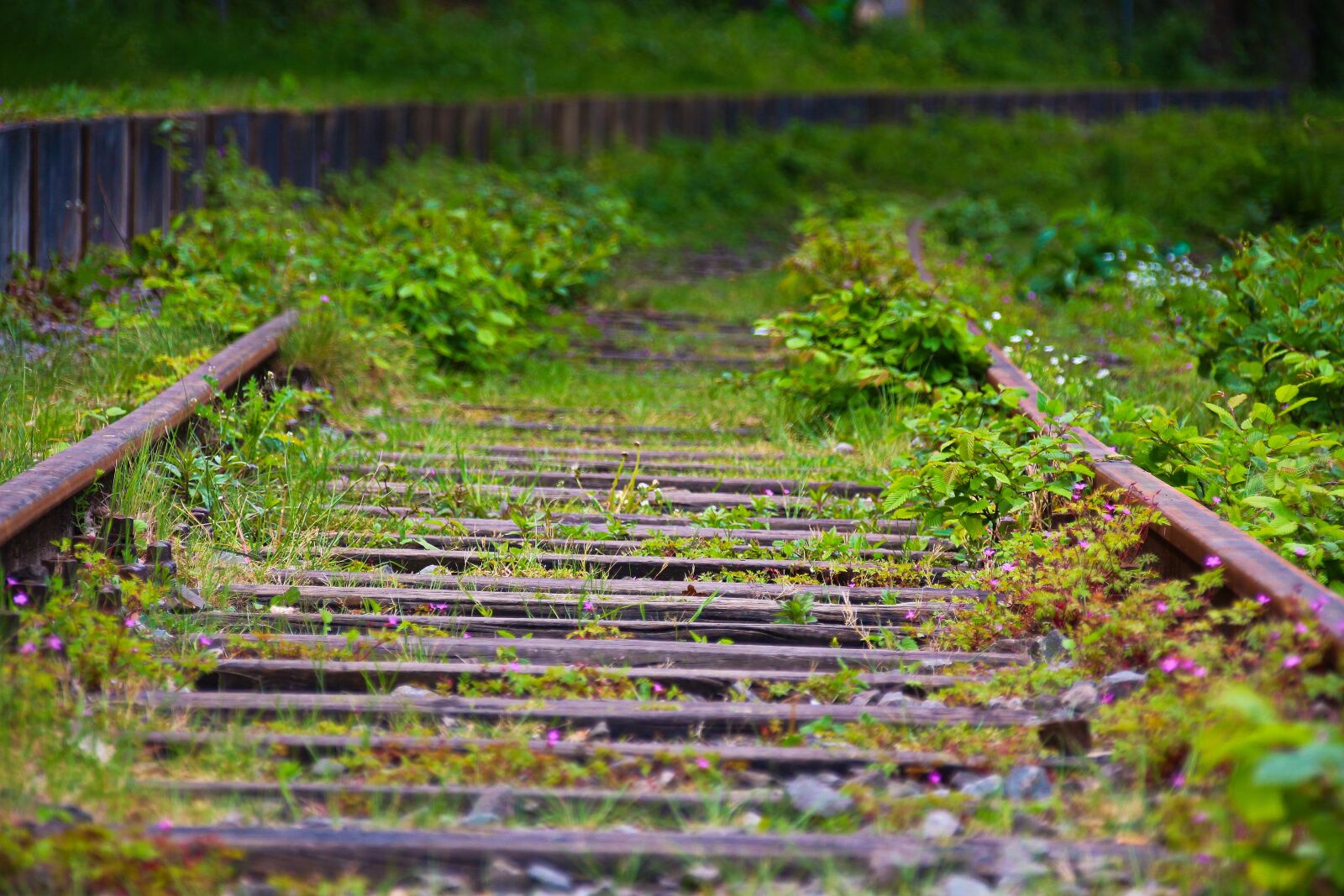 Canon EOS 700D (EOS Rebel T5i / EOS Kiss X7i) sample photo. Gleise, train, rails photography