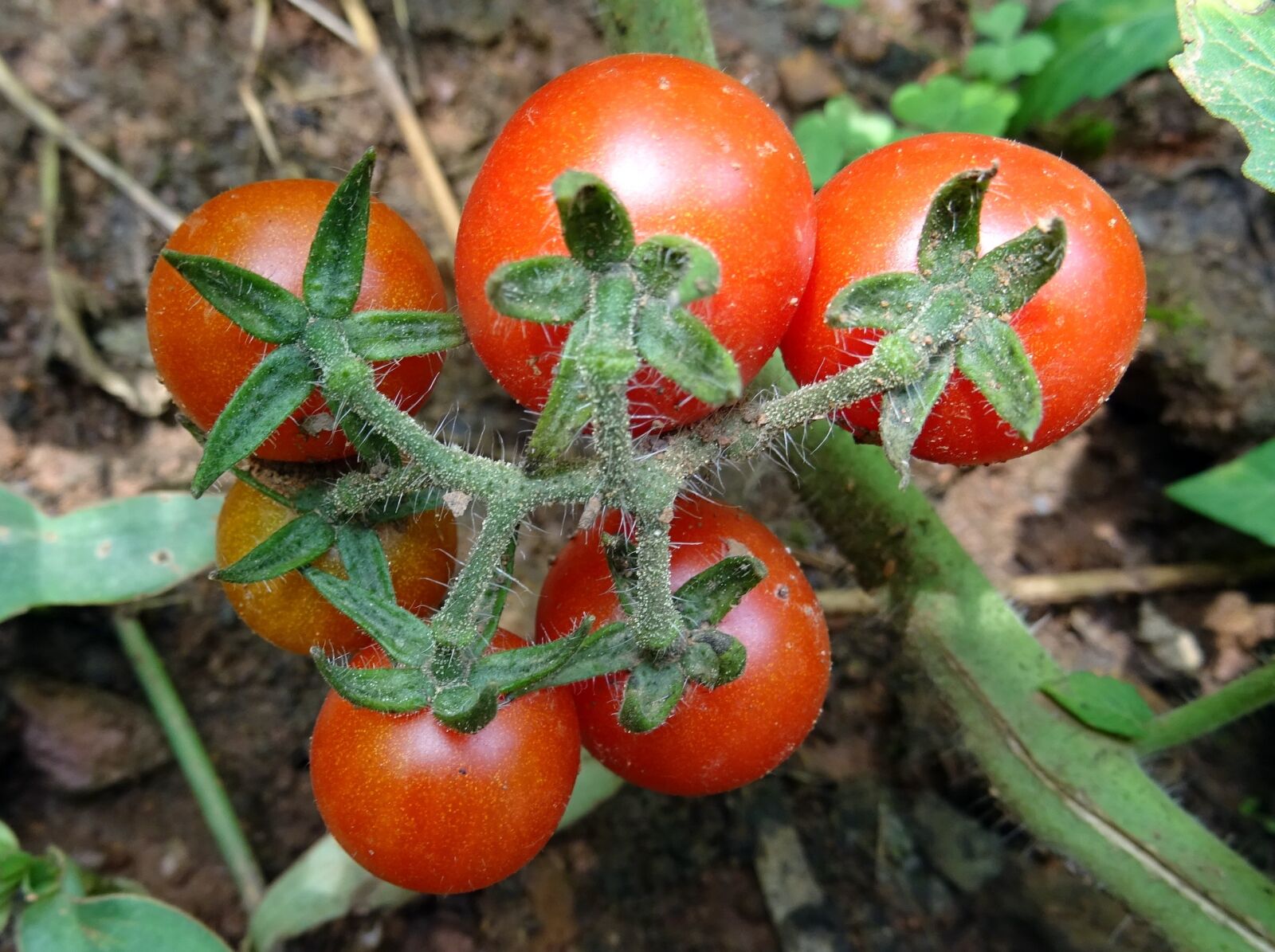 Sony DSC-HX60V sample photo. Cherry tomato, solanum pimpinellifolium photography