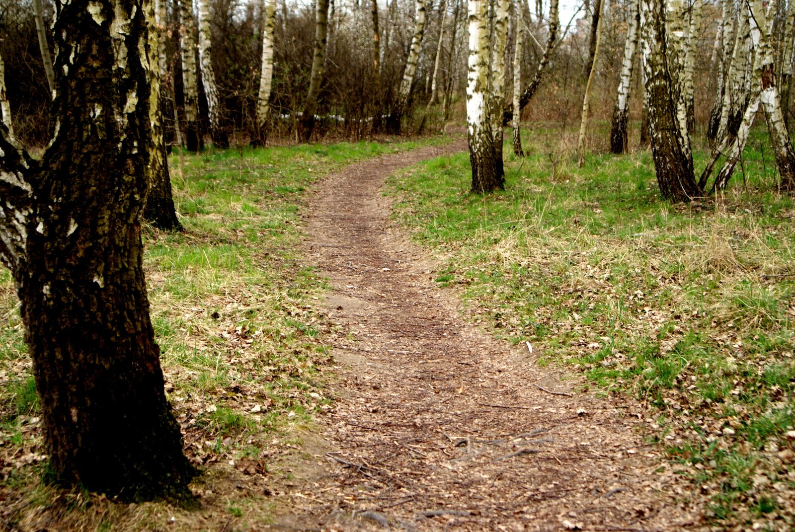 Sony Alpha DSLR-A200 sample photo. Way, trodden, spring photography