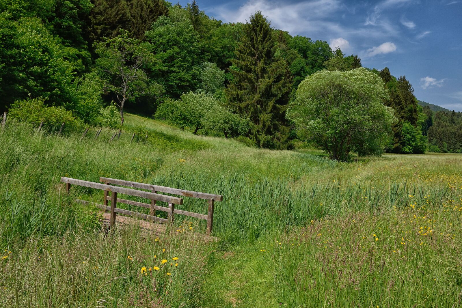 Nikon D5300 sample photo. Forest, green, nature photography