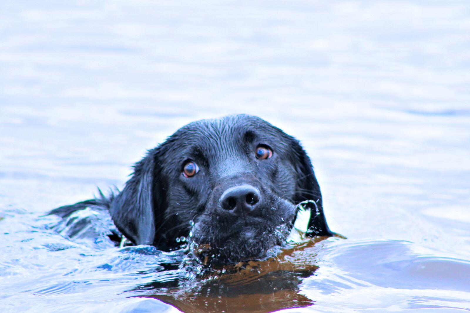 Canon EF 75-300mm f/4-5.6 sample photo. Swimming, tampa florida, dog photography