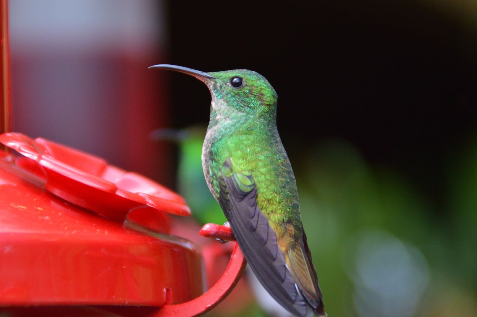 Nikon D3200 sample photo. Ave, nature, hummingbird photography