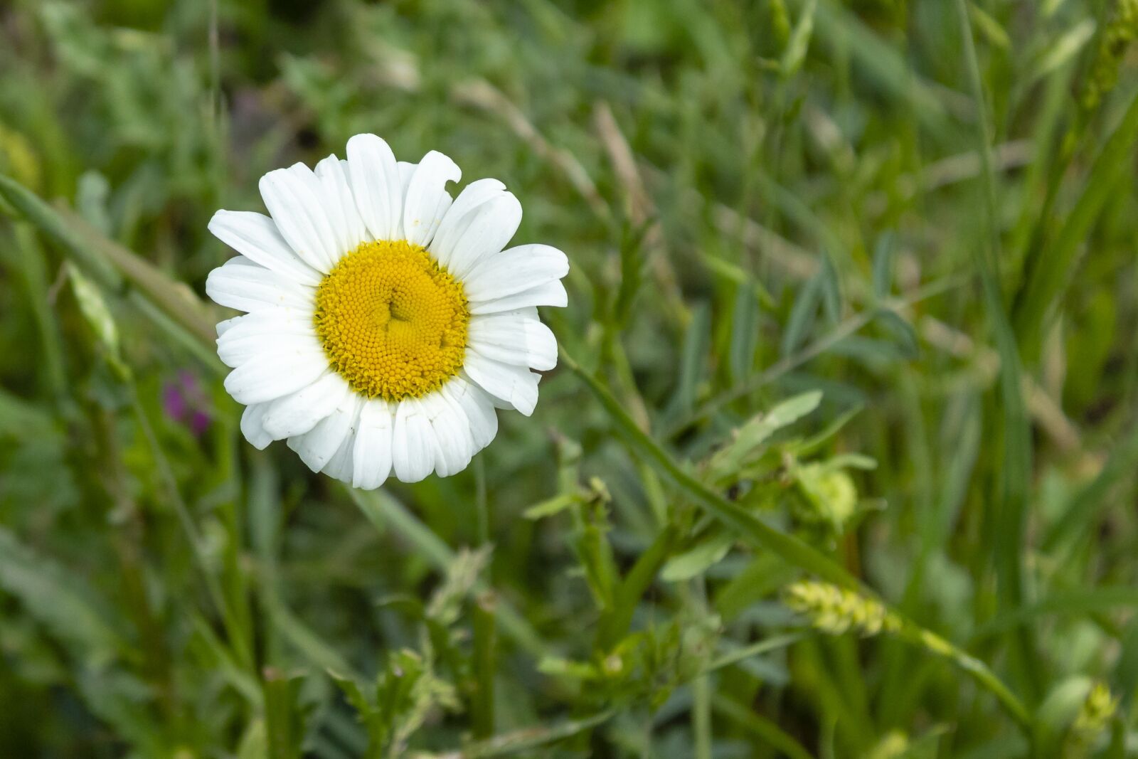 Canon EOS 1300D (EOS Rebel T6 / EOS Kiss X80) sample photo. Wildflower, daisy, meadow flower photography