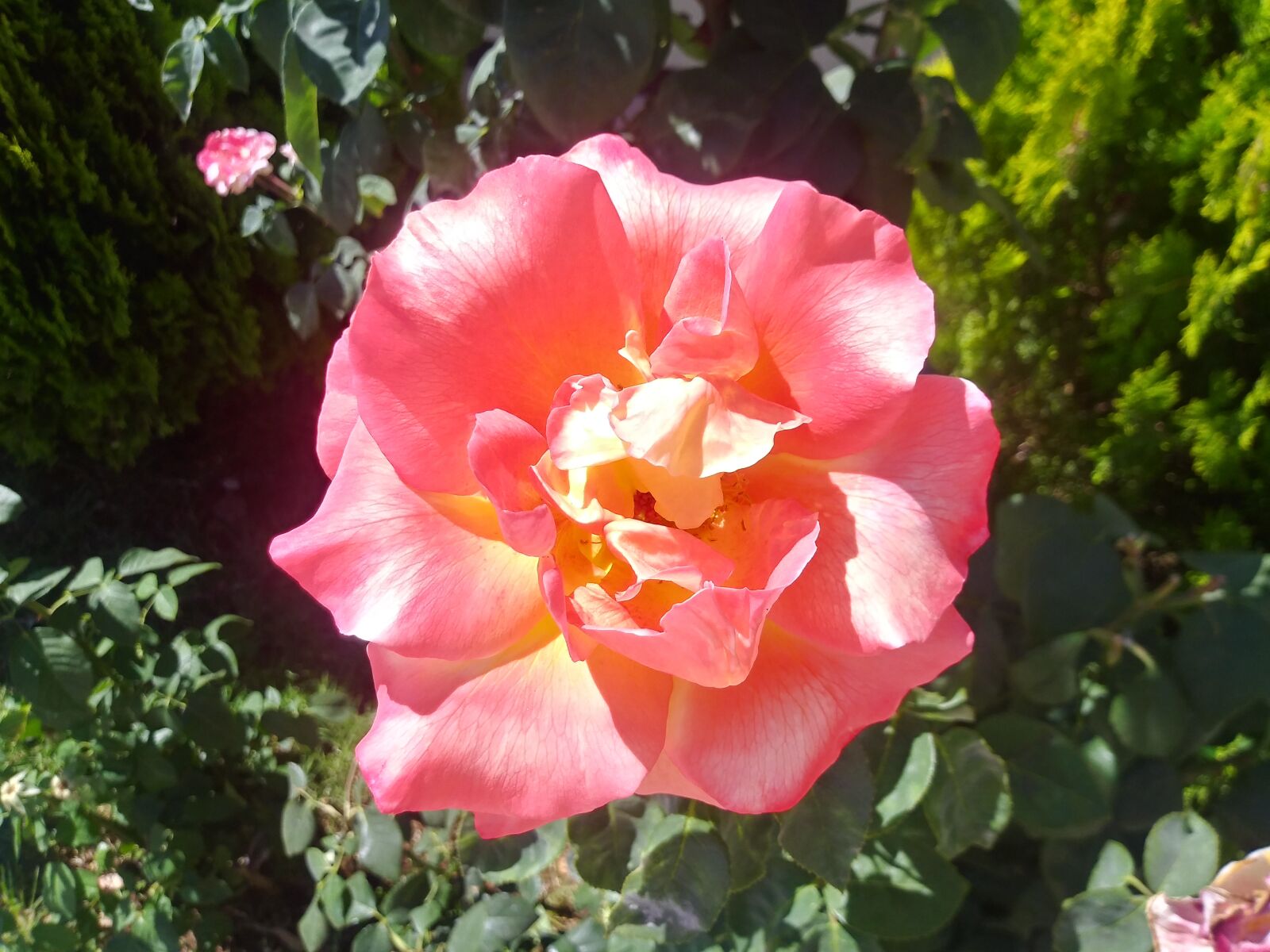 LG Q6 sample photo. Flower, rosa, color photography