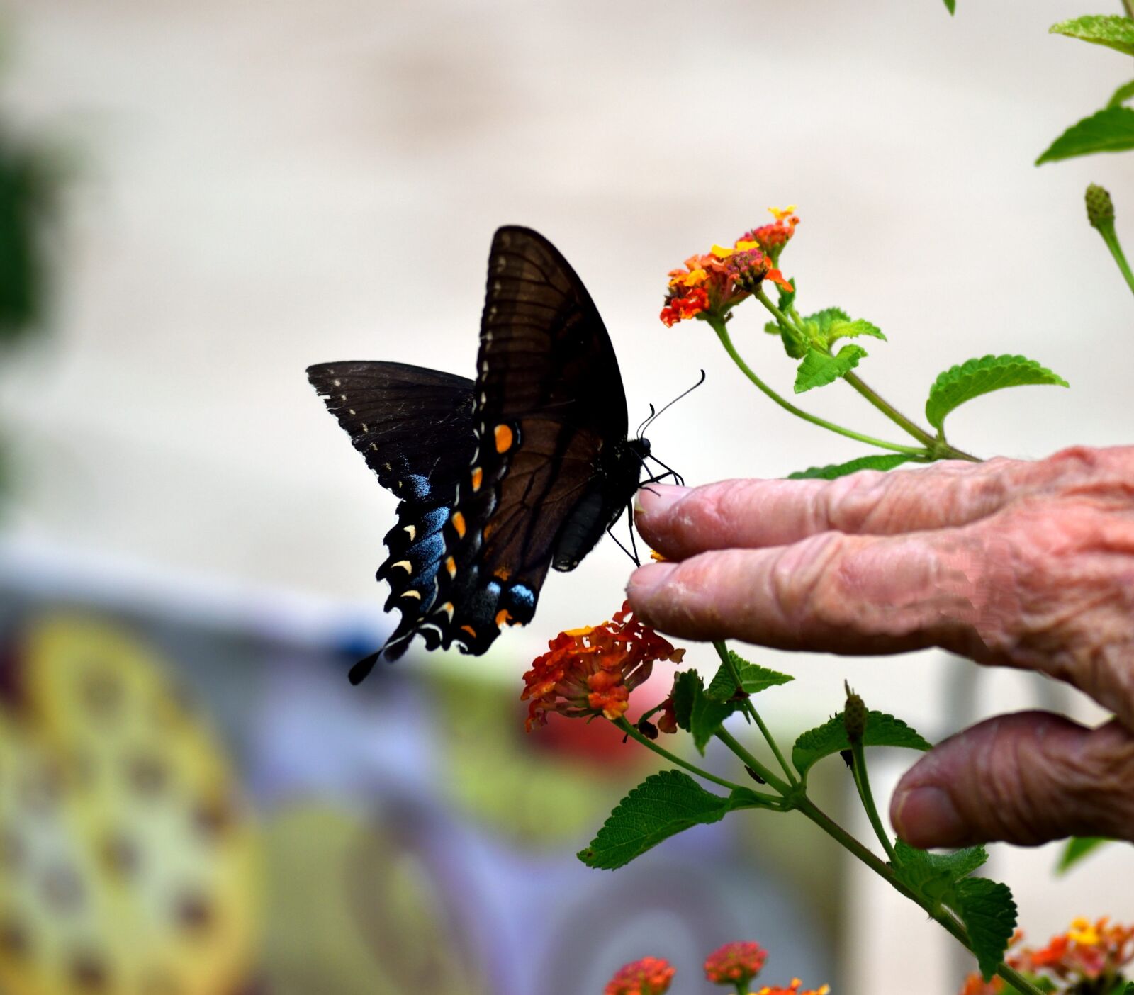 Nikon D3300 sample photo. Black swallowtail butterfly, butterfly photography