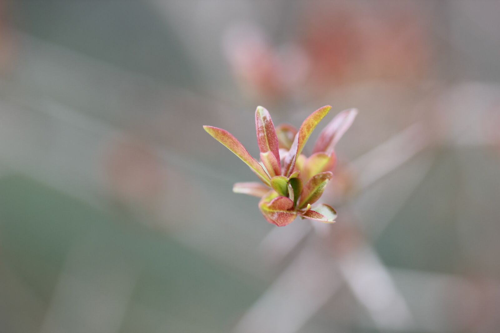 Canon EOS 550D (EOS Rebel T2i / EOS Kiss X4) sample photo. Close-up, background, macro photography