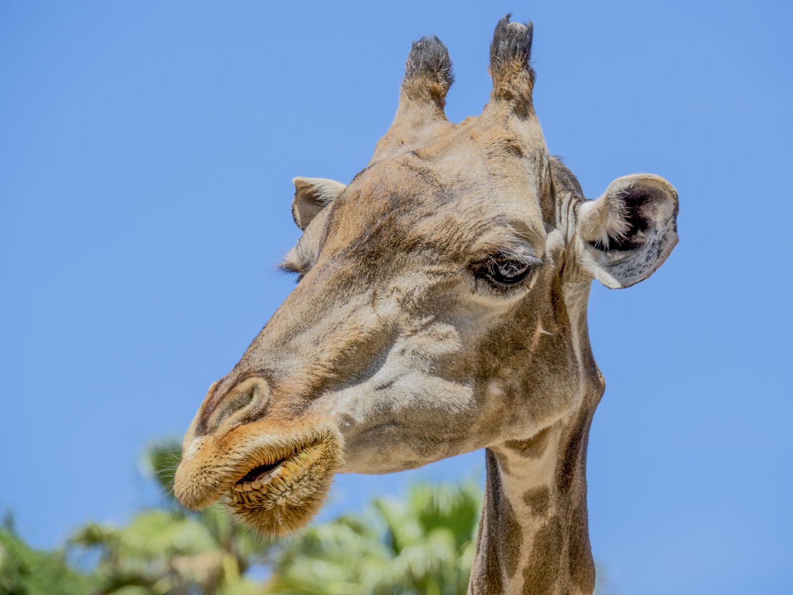 Olympus OM-D E-M5 II sample photo. Giraffe, animal, neck photography
