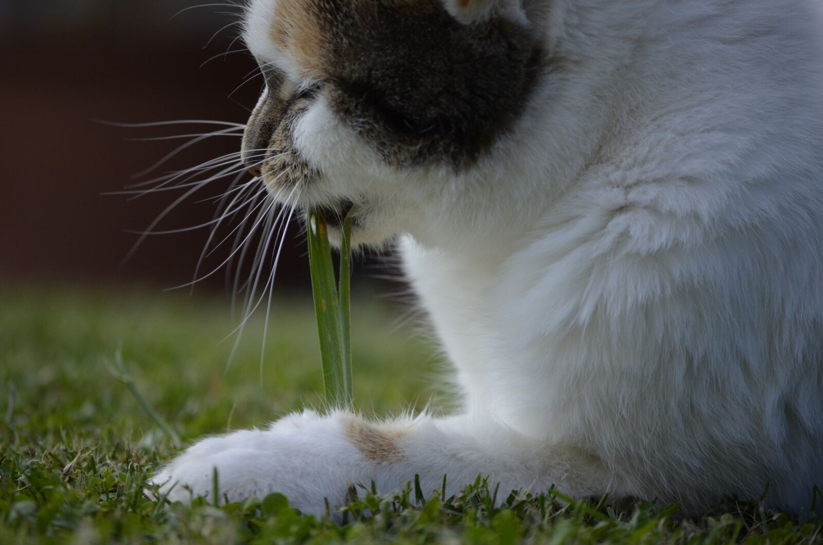 Nikon D5100 sample photo. Snack, grass, eat photography