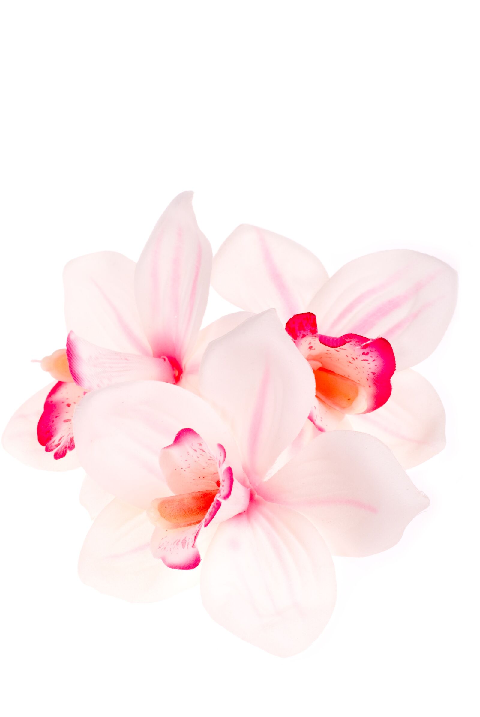 Nikon D80 sample photo. Orchid, imitation, flower photography