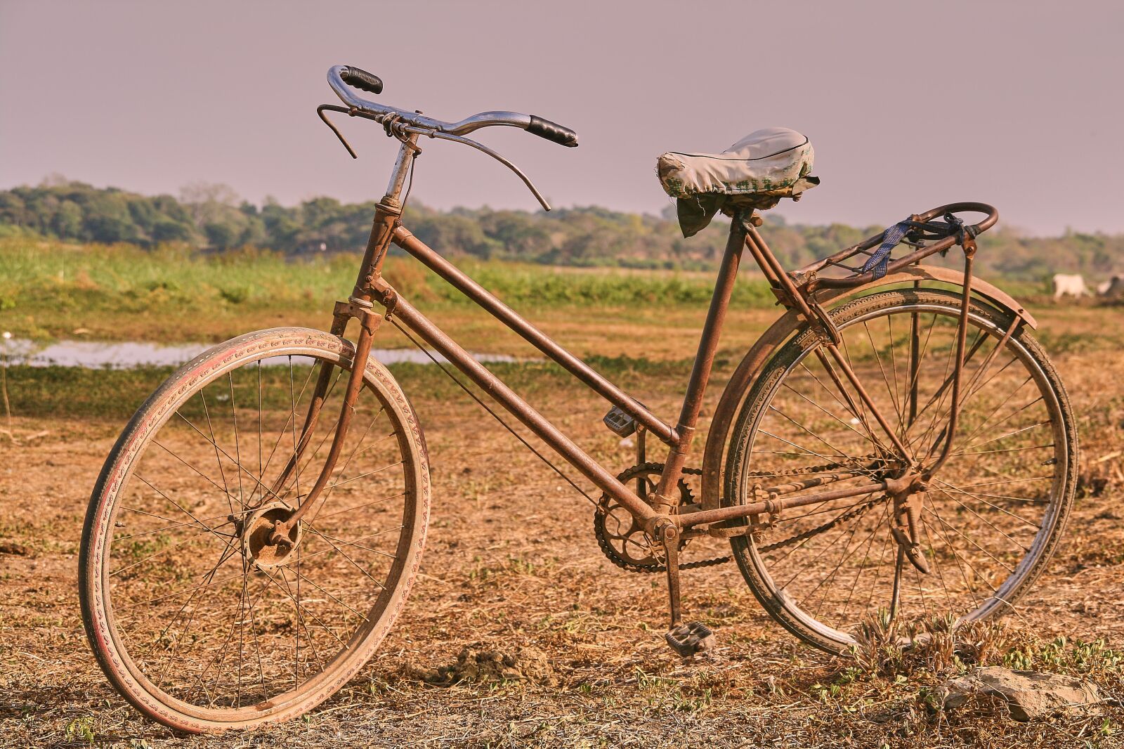 Canon EOS 400D (EOS Digital Rebel XTi / EOS Kiss Digital X) sample photo. Bike, old, rust photography
