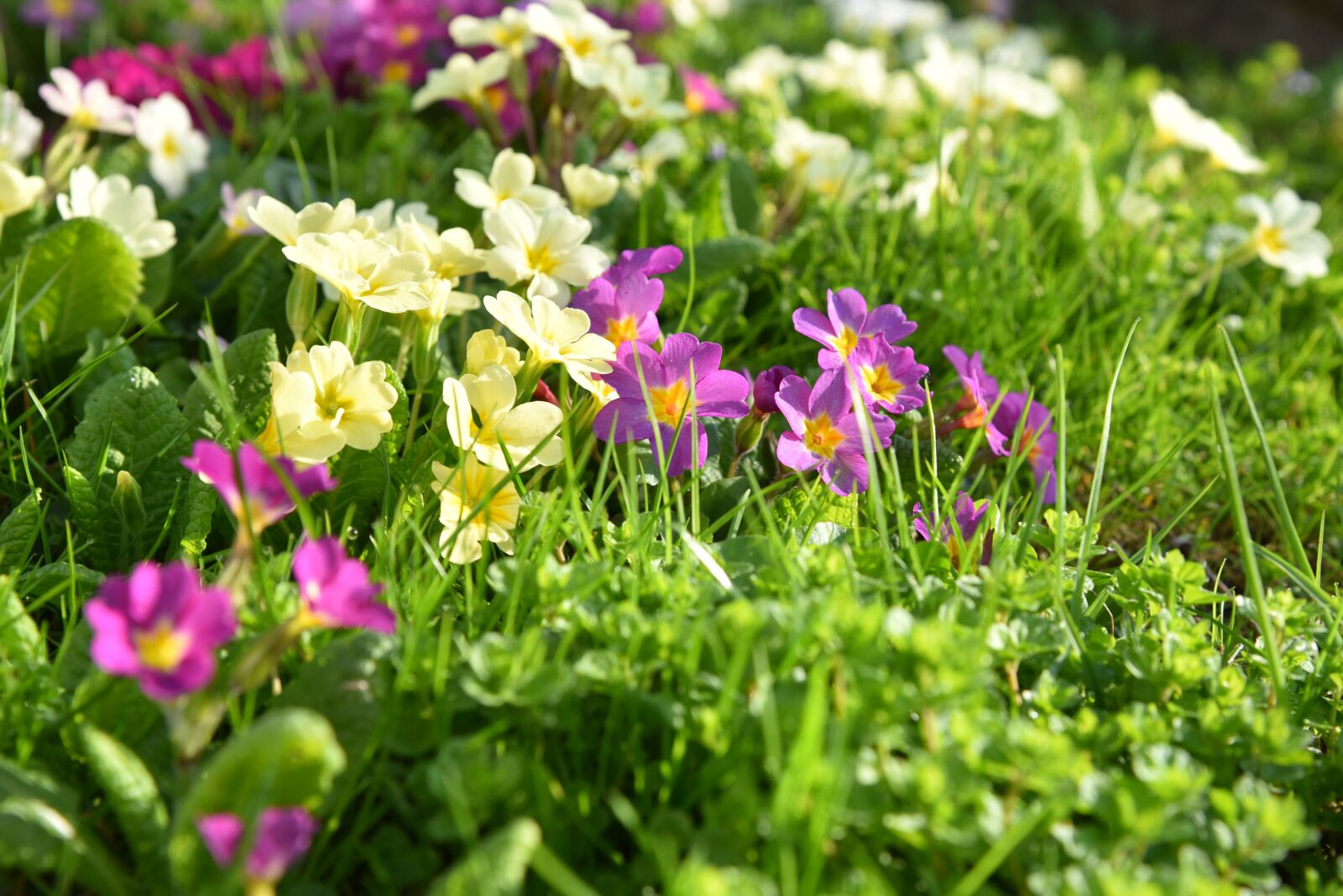 Nikon D750 sample photo. Spring, meadow, grass photography