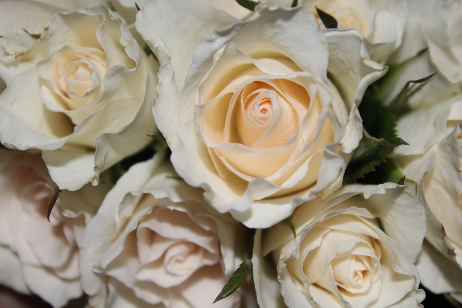 Canon EOS 1300D (EOS Rebel T6 / EOS Kiss X80) sample photo. Rose, bouquet of roses photography