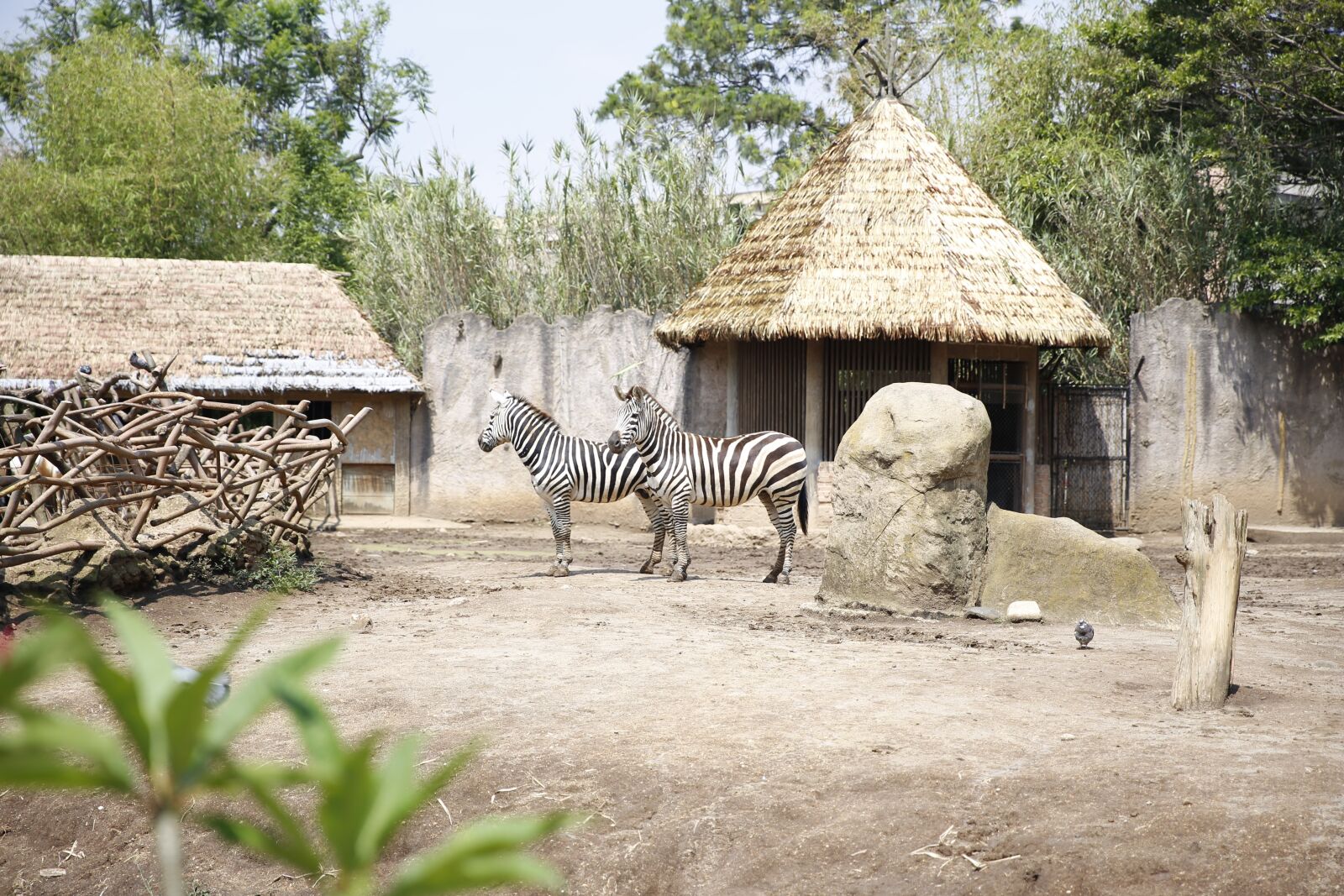Canon EF 24-70mm F2.8L II USM sample photo. Zebra, zoo, africa photography