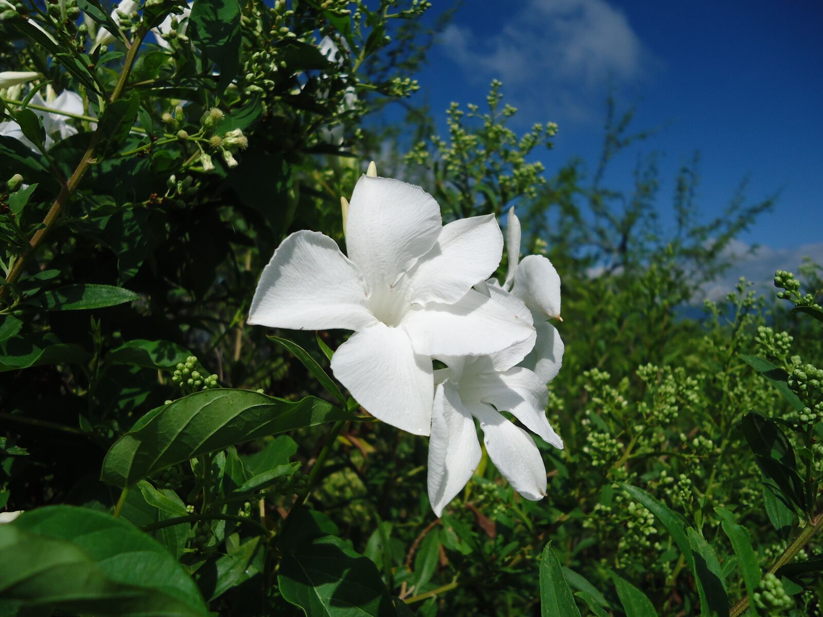 Sony Cyber-shot DSC-W610 sample photo. White flowers, vine, vegetation photography