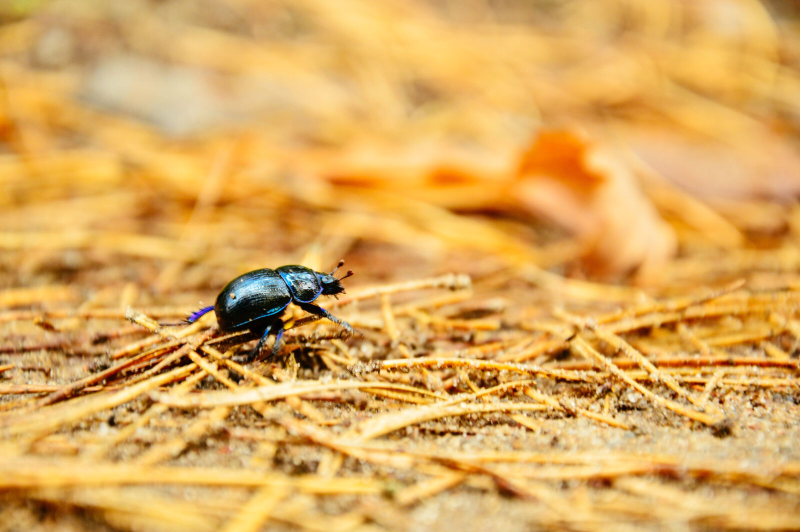 Nikon D3200 sample photo. Black, bug, macro, photography photography
