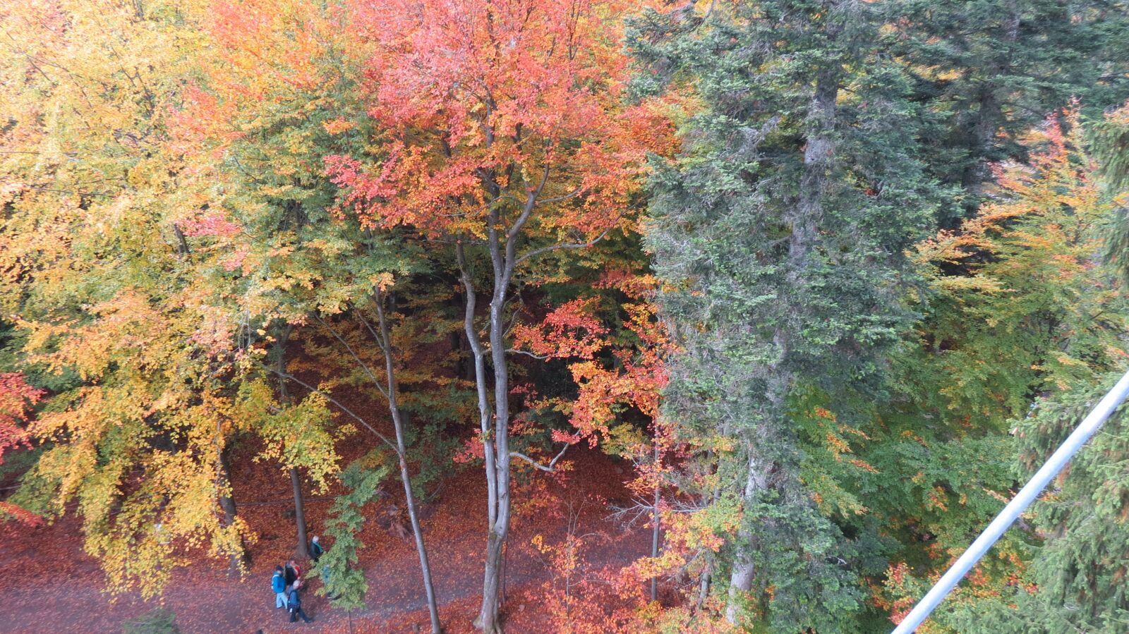 Canon PowerShot SX40 HS sample photo. Autumn, black forest, trees photography