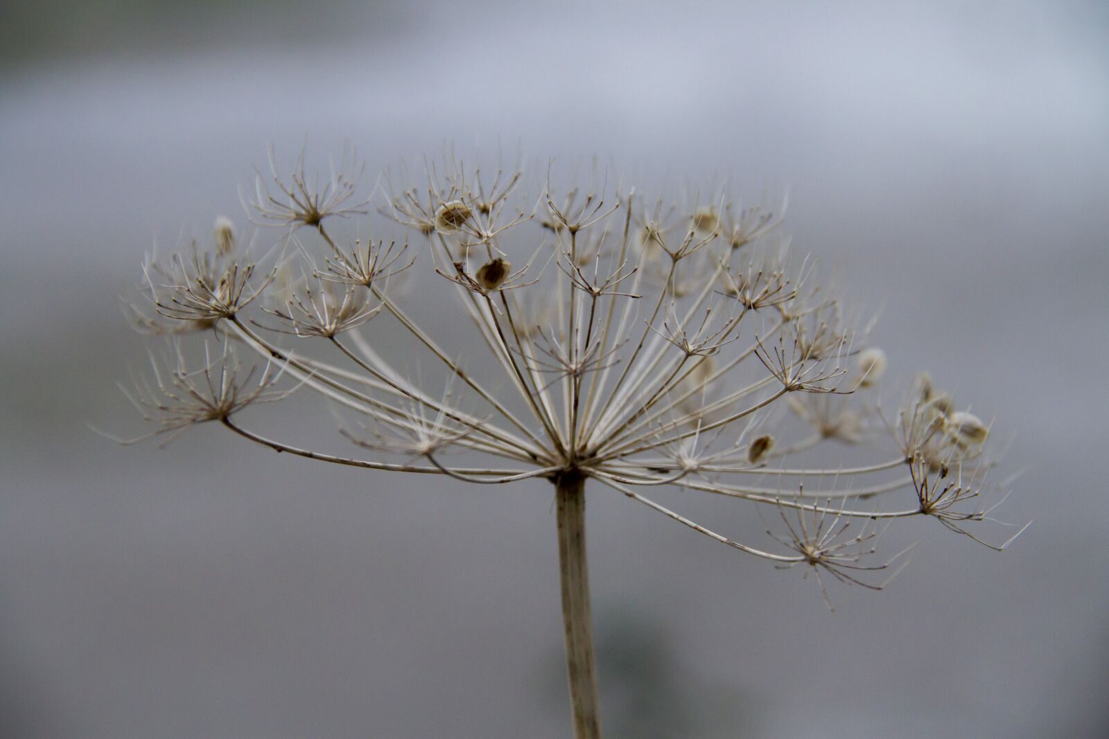 Canon EOS 7D sample photo. Cow parsley, plant, white photography