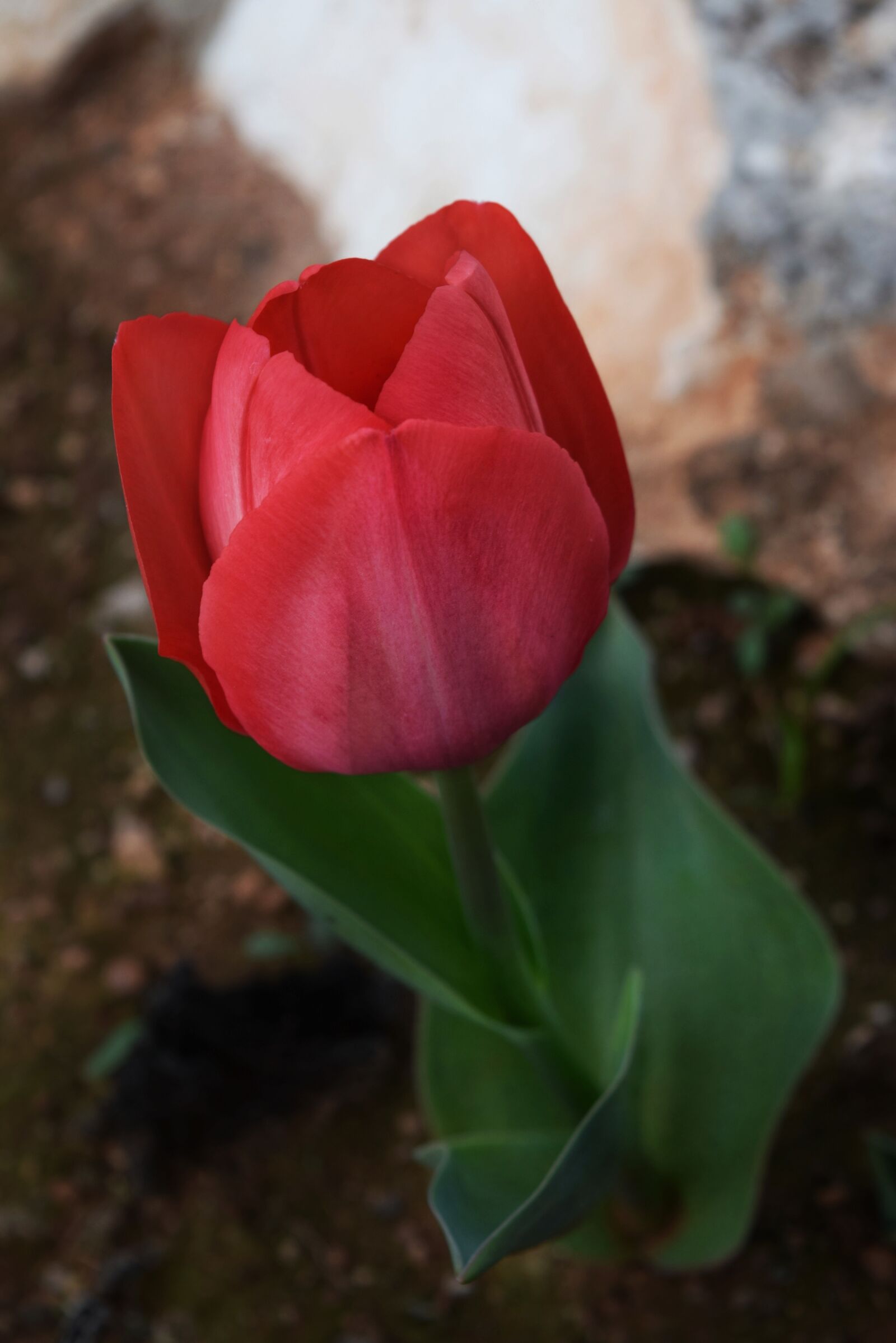 Nikon D3300 sample photo. Flower, nature, flora photography