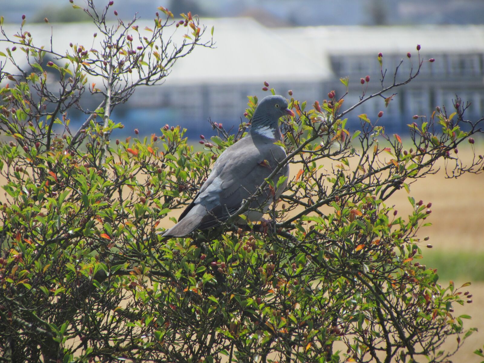 Canon PowerShot SX30 IS sample photo. Pidgeon, bird, perched photography