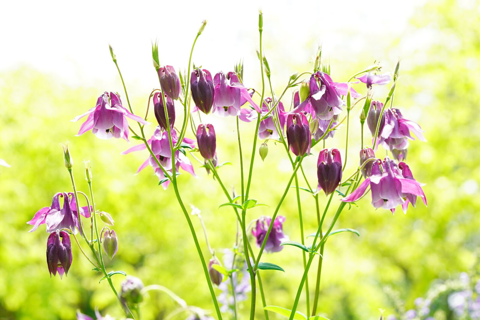Sony a7R III + Sony FE 90mm F2.8 Macro G OSS sample photo. Flower, nature, spring photography