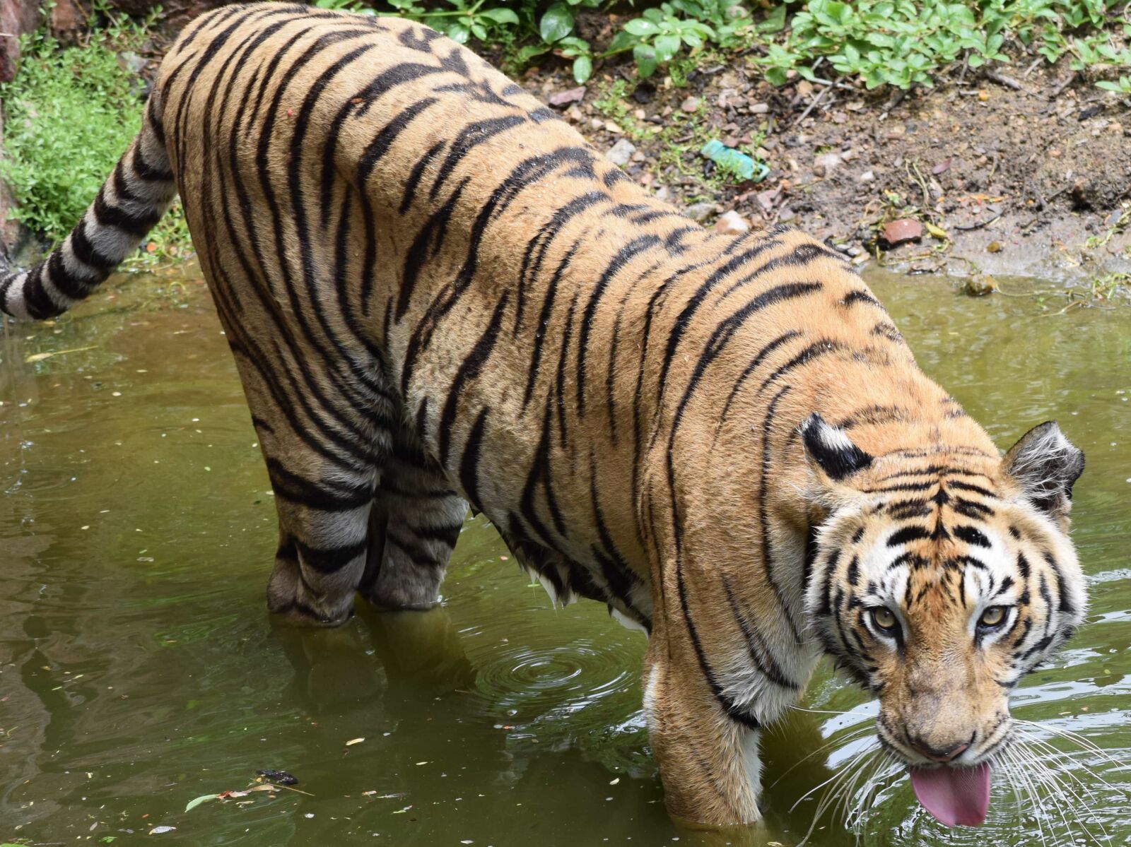Nikon D3300 sample photo. Predator, carnivore, tiger, wildlife photography