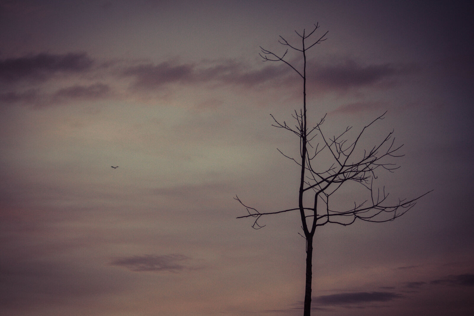 Canon EOS 700D (EOS Rebel T5i / EOS Kiss X7i) sample photo. Alone, cloudy, sky, sad photography