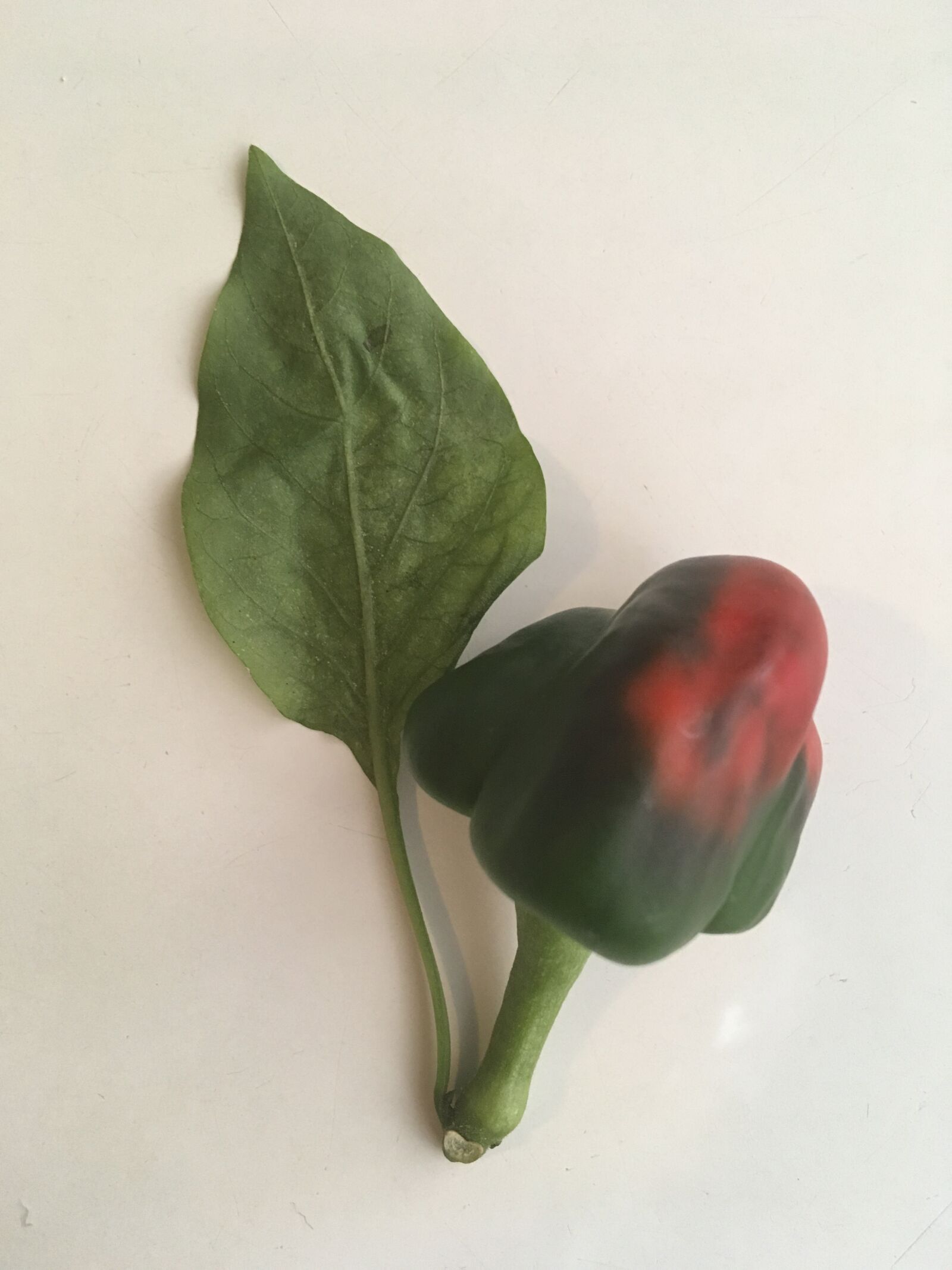 iPhone SE back camera 4.15mm f/2.2 sample photo. Leaf, vegetable, flavor photography