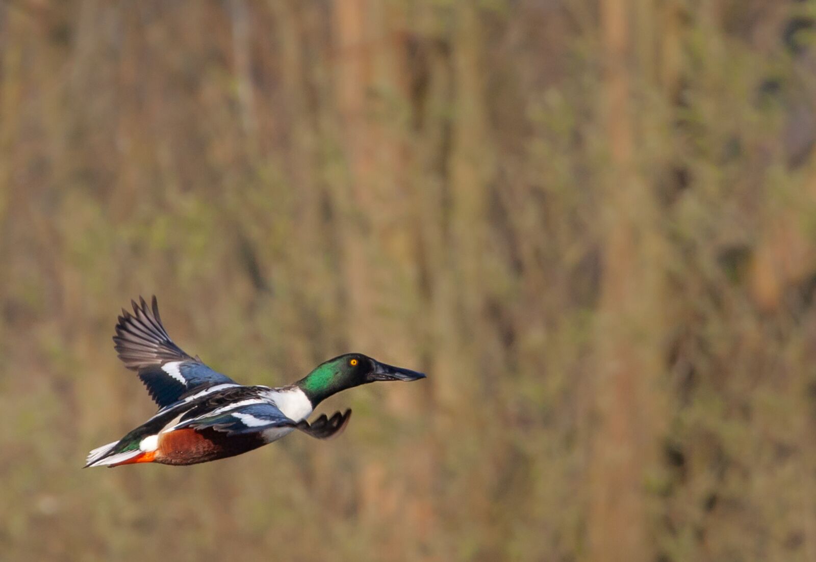 Canon EOS 5D Mark II sample photo. Shoveler duck, duck, water photography