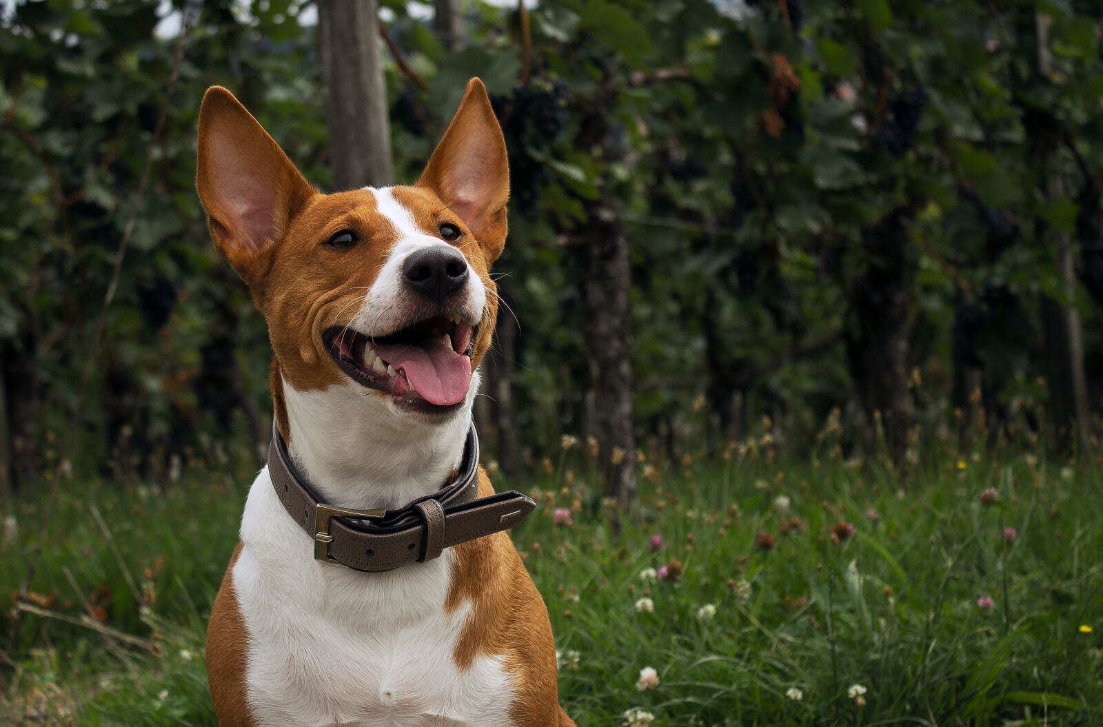 Canon EOS 1100D (EOS Rebel T3 / EOS Kiss X50) sample photo. Dog, nature, portrait photography
