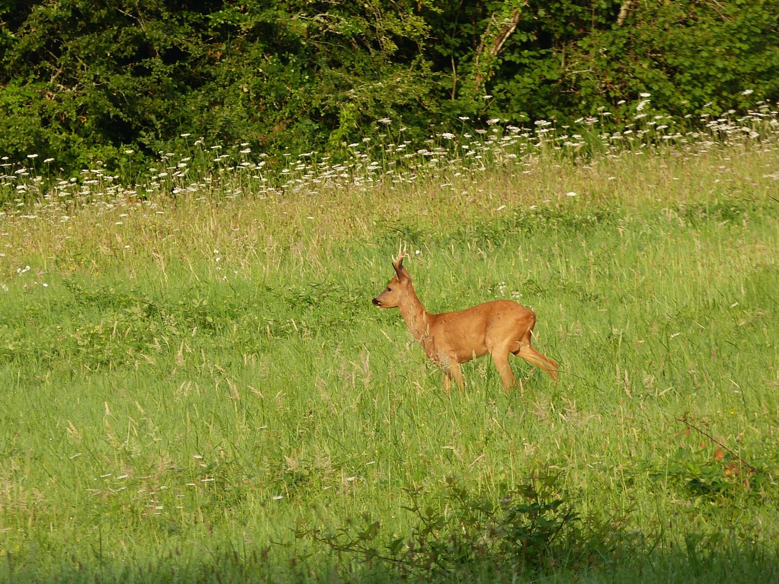 Panasonic Lumix DMC-FZ150 sample photo. Nature, deer, wild photography