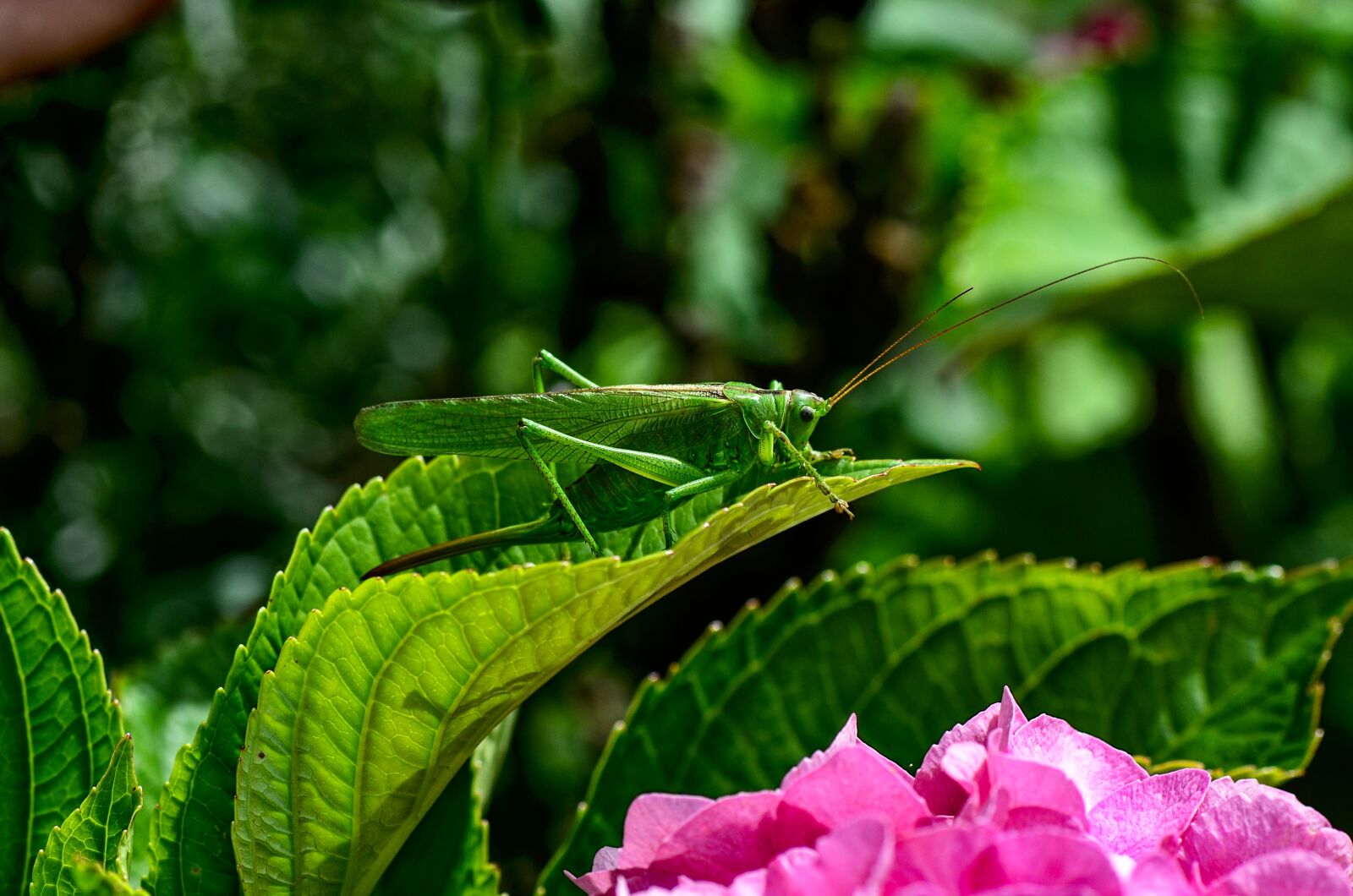 Nikon D7000 sample photo. Viridissima, green, insect photography