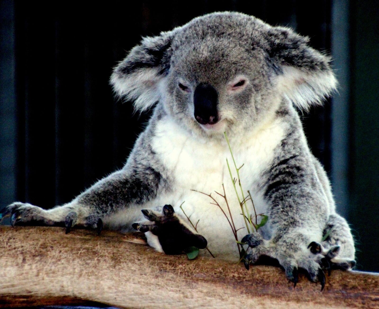 Canon EOS 700D (EOS Rebel T5i / EOS Kiss X7i) sample photo. Koala, koala bear, australia photography