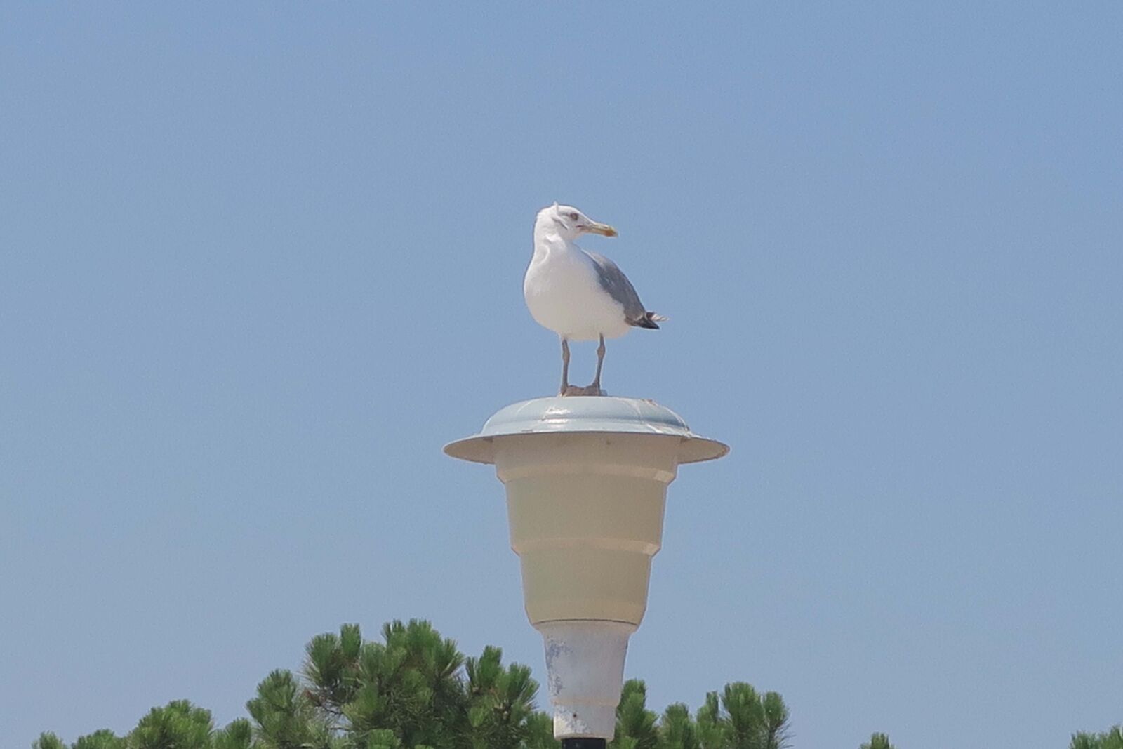 Canon PowerShot G7 X sample photo. Bird, animal, nature photography