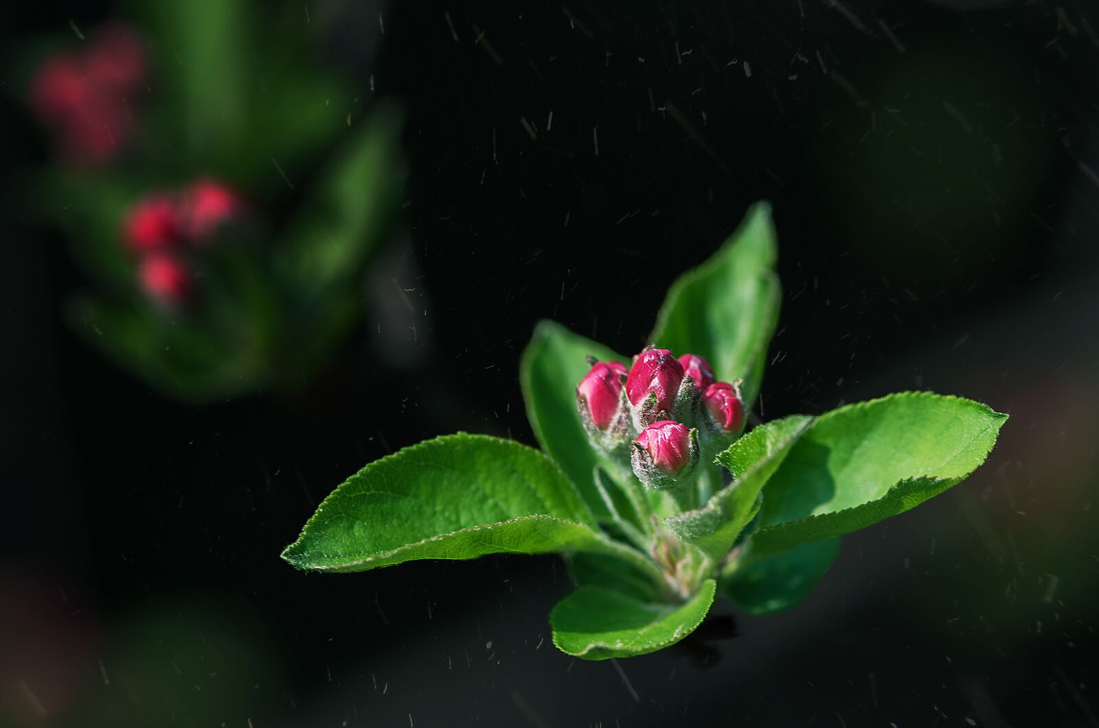Nikon D810 sample photo. Leaf, nature, flower photography