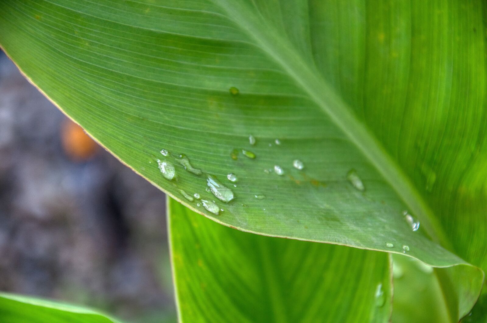 Nikon D5000 sample photo. Leaf, plant, wet photography