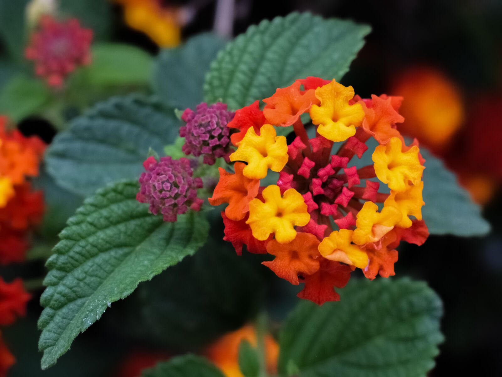 Nikon D3300 sample photo. Flower, colorful, nature photography